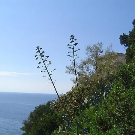 Il Cisto Marciana (Isola d'Elba)